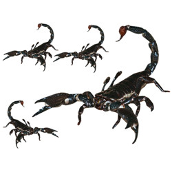 Scorpions (1x21.5cm & 3x8.5cm) - Sticker/autocollant