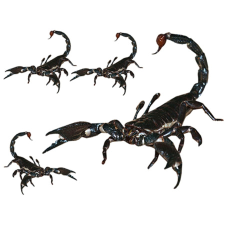 Scorpions (1x21.5cm & 3x8.5cm) - Sticker/autocollant